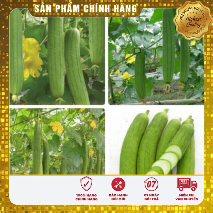 Hạt Giống Mướp Hương Thái Lan dễ trồng gia đình