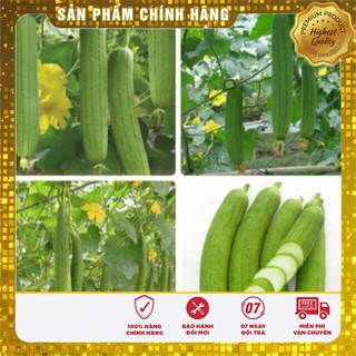 Hạt Giống Mướp Hương Thái Lan dễ trồng gia đình
