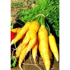 Hạt Giống Cà Rốt Vàng Chịu Nhiệt (3000 Hạt) - Giàu Vitamin, Năng Suất Cao - MUA 3 TẶNG 1 CÙNG LOẠI