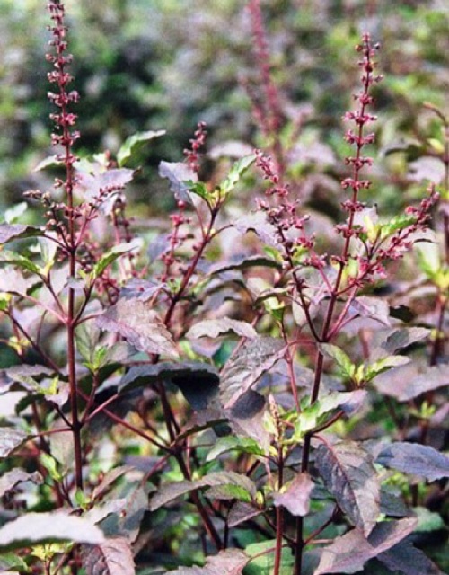 Hương nhu khô