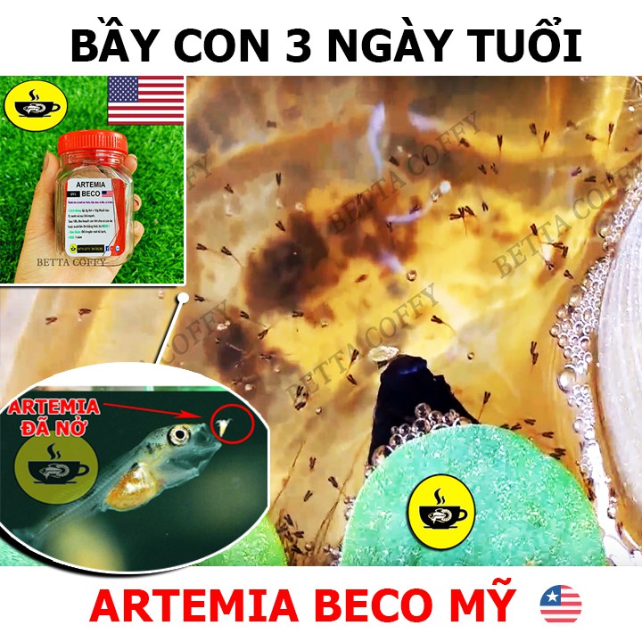 Tảo viên Nhật - Thức ăn cho cá betta, guppy