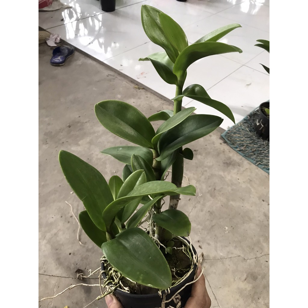 Hoa lan denro nắng bò hồng
