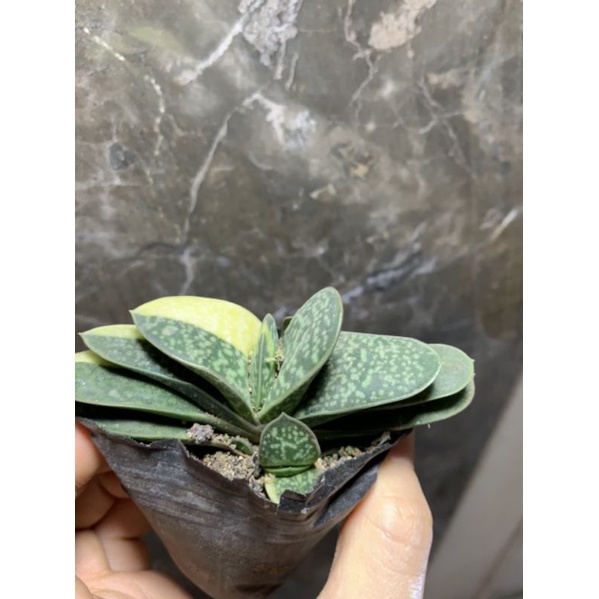 Sen đá mỏ vịt var (size vỉ)