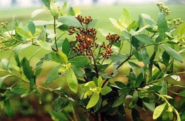 CHUẨN CÂY CÚC TẦN - BẦU CÂY GIỐNG