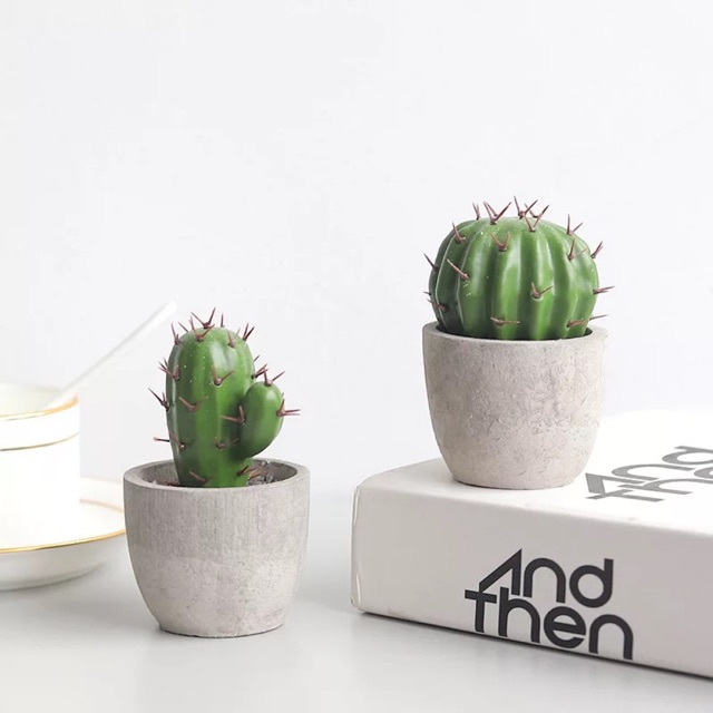 Chậu cây xương rồng mini
