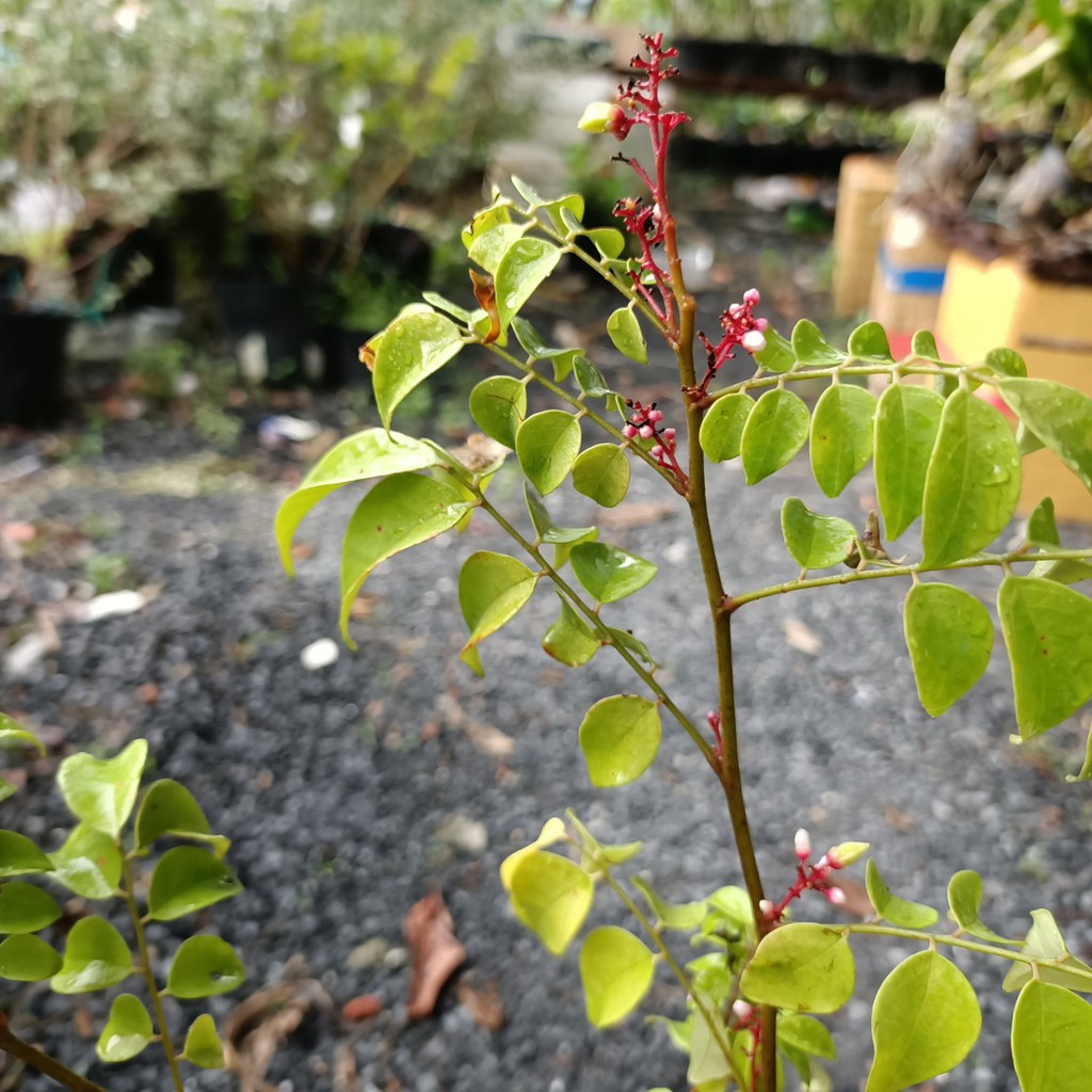 Cây khế đang hoa - Ngũ liêm tử - Coromandel goose-berry - Vựa Kiểng Sa Đéc - VuasKiengSaDec