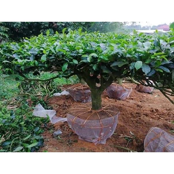 Cây giống Chè Shan Tuyết