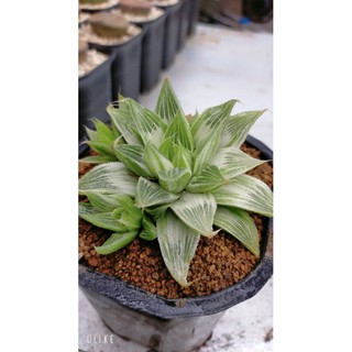 Haworthia Retusa "White Ghost"