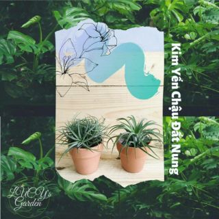 Cây Không Khí Kim Yến Chậu Đất Nung | Tillandsia Ionantha