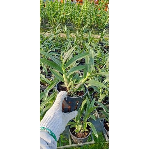 [Cây/Củ giống] Cây Lan Dendro YaYa Mini Siêu Siêng Hoa, Cực dễ chăm - Cây to sắp hoa - Hàng ra hoa Tết 2020 