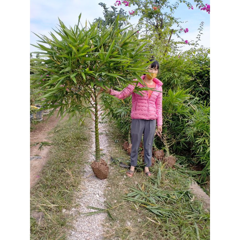 Cây trúc phật bà