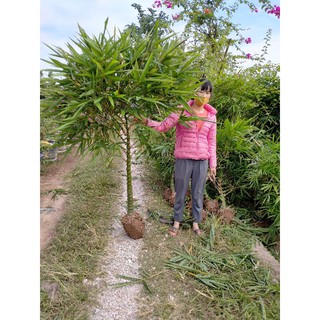 cây trúc phật bà