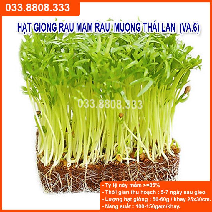 100G HẠT GIỐNG MẦM RAU MUỐNG THÁI LAN  DỄ TRỒNG, NHANH ĂN
