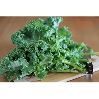 Chậu cây cải Kale trưởng thành - Brassica oleracea var. sabellica