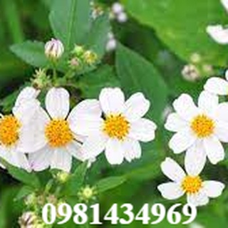 Cây xuyến chi khô sp0
