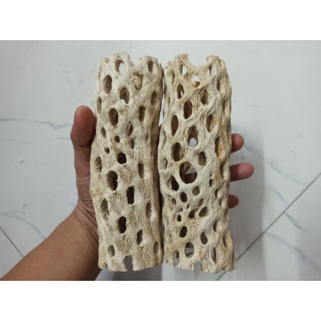 Lũa Teddy Bear Cholla Cho Tép Cảnh -Cholla Teddy Bear - Lũa Xương Rồng Rỗng Ruột Size Lớn - Trang Trí hồ tép-shopleo