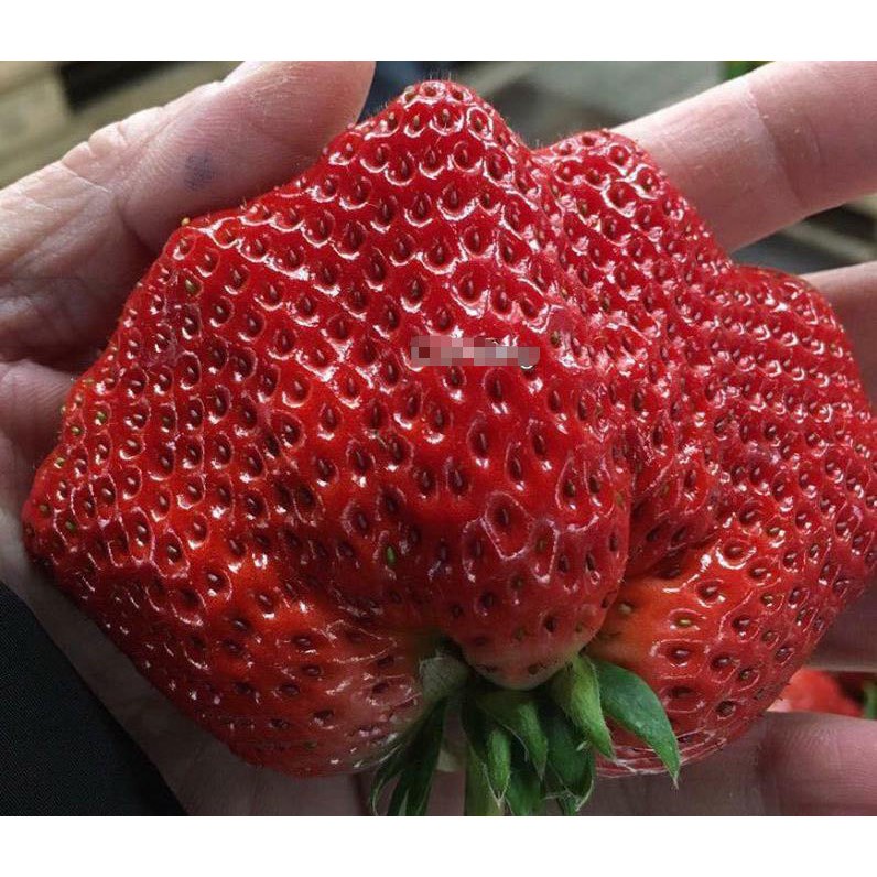 HẠT GIỐNG DÂU TÂY KHỔNG LỒ Strawberry Red - dâu tây - 50 hạt