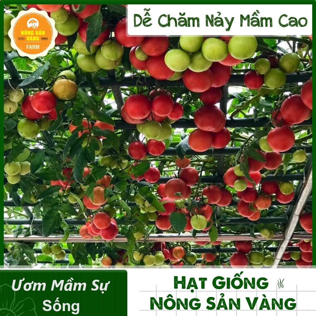 Hạt giống Cà Chua Leo Giàn ( Gói 20 Hạt ) - Nông Sản Vàng