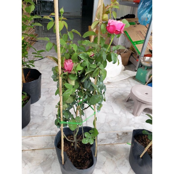 Hồng leo ngoại Souer Emmanuelle