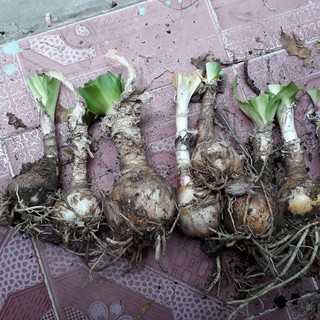 Cây giống trinh nữ hoàng cung dùng làm cây dược liệu, củ giống trinh nữ hoàng cung