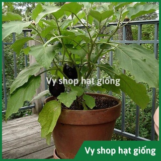 Hạt giống cà tím giọt nước Thái Lan gói 100 hạt