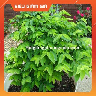 50H - HẠT GIỐNG RAU NGÓT [Giá Hủy Diệt]