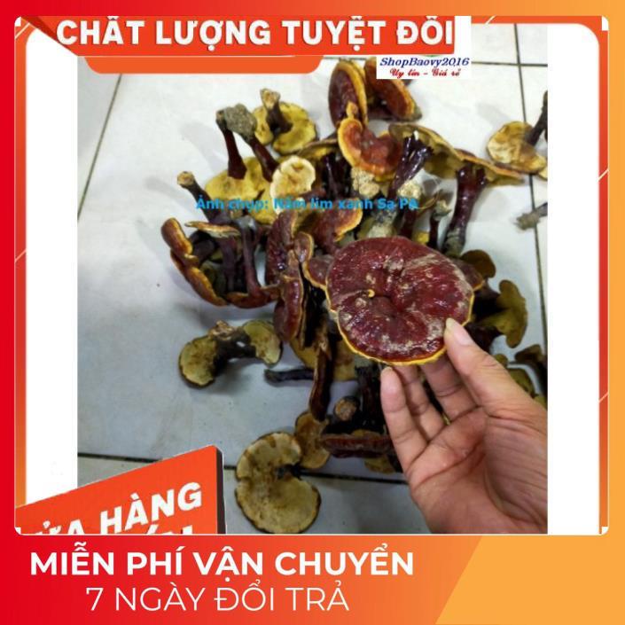 (Dược Liệu Quý) [FREE SHIP] 500g Nấm Lim xanh rừng Tây Bắc chuẩn rừng tự nhiên hỗ trợ bênh gout | BigBuy360 - bigbuy360.vn