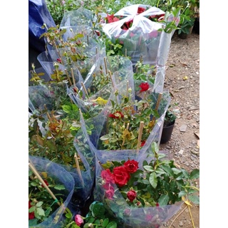 Cây hoa hồng siêu nụ ( hàng đẹp) cao 30-40cm