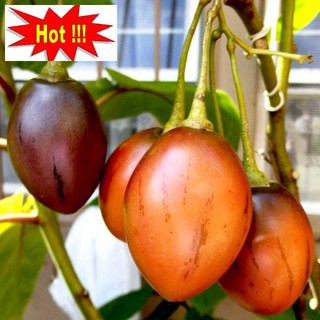 Hạt Giống Cà Chua Thân Gỗ - 10 Hạt