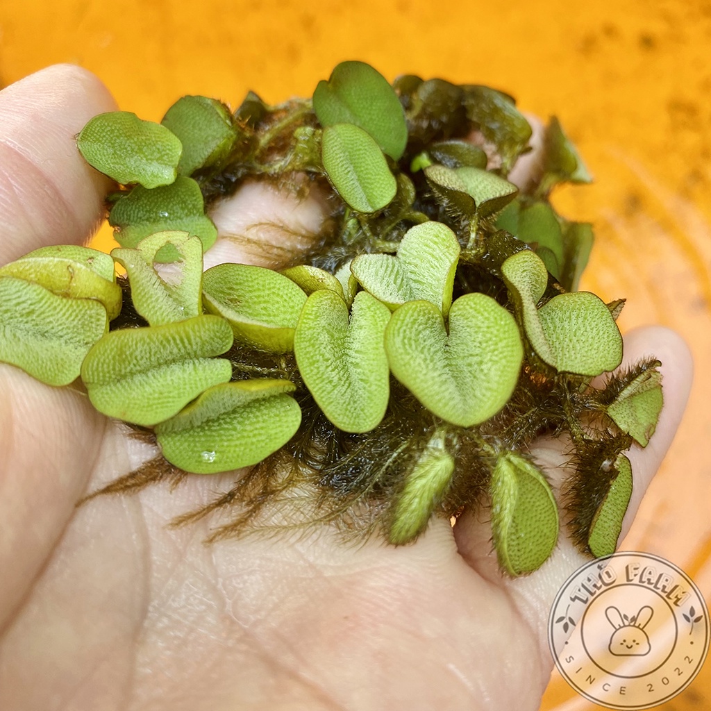 Bèo tai chuột  trang trí và lọc nước bể thủy sinh cá cảnh