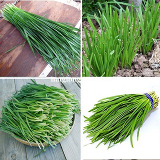 1GR - HẠT GIỐNG CÂY HẸ