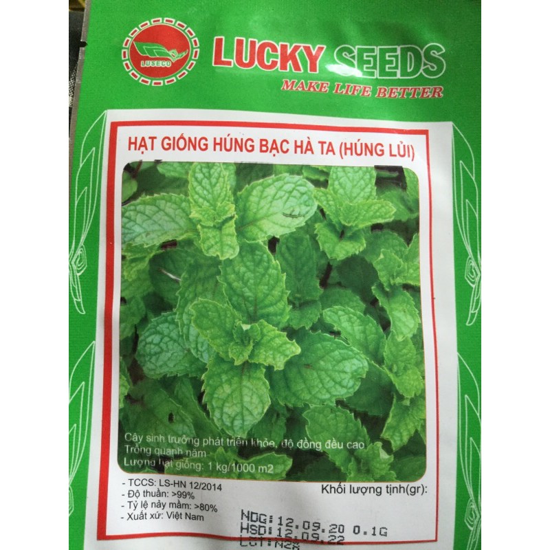 hat rau giống bạc hà