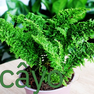 Cây Dương Xỉ trồng trong nhà (Cao 25cm)