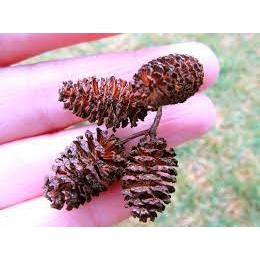 Trái Thông Khô ALDER CONES  - Quả Thông Giảm Stress Cho Tép
