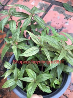 Chậu cây cỏ dòi