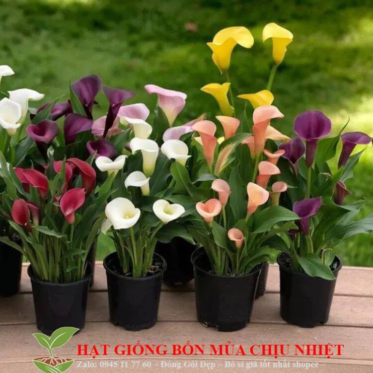 Hạt giống hoa vân môn Nam Phi 10 hạt ĐẾN MÙA TRỒNG TẾT