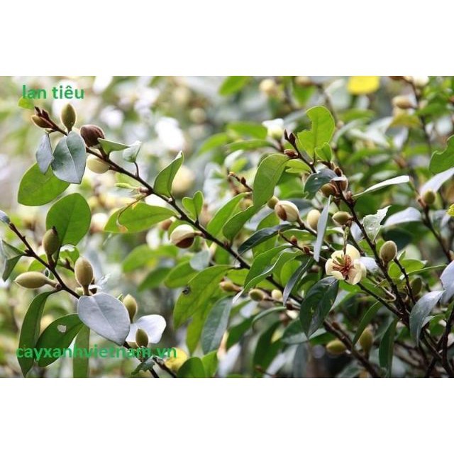 Cây hoa lan tiêu hương thơm