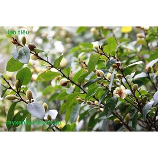 Cây hoa lan tiêu hương thơm