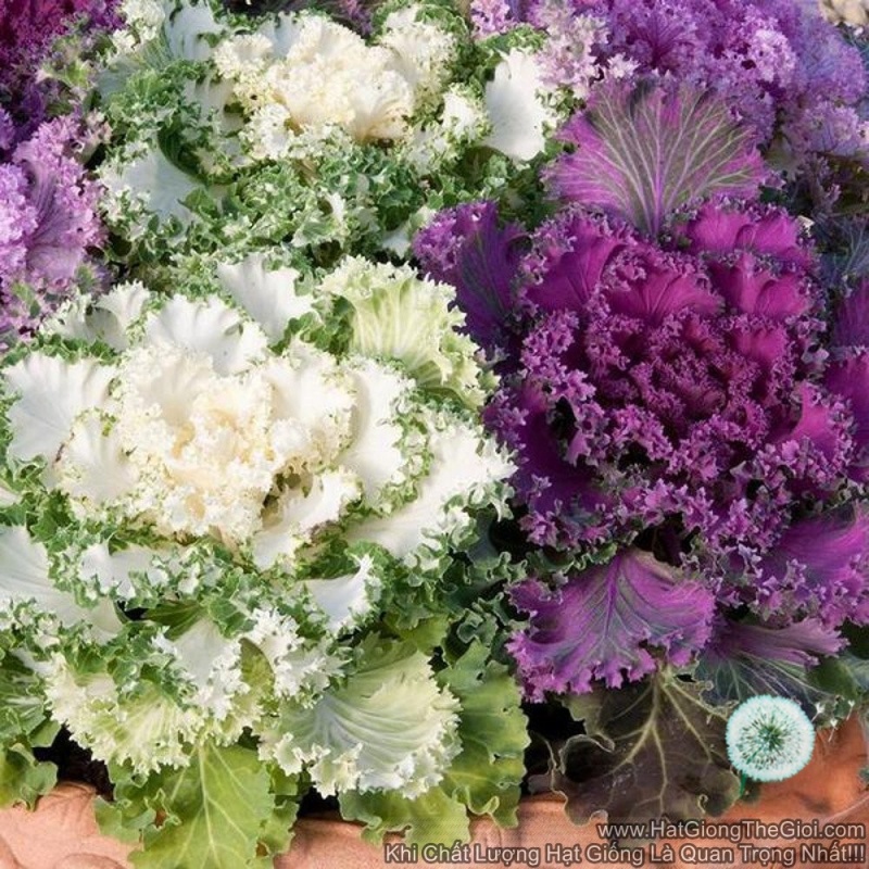 Hạt giống hoa bắp cải (Bắp cải hoa hồng) nhập Thái Lan nguyên gói (ornamental cabbage)