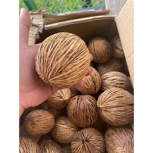 Trái dừa khô Thái Lan