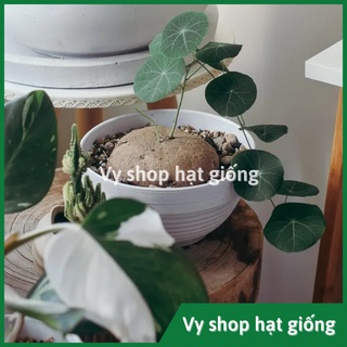 Củ bình vôi Thái (Đồng tiền Thái) - Stephania Erecta nhập Thái Lan