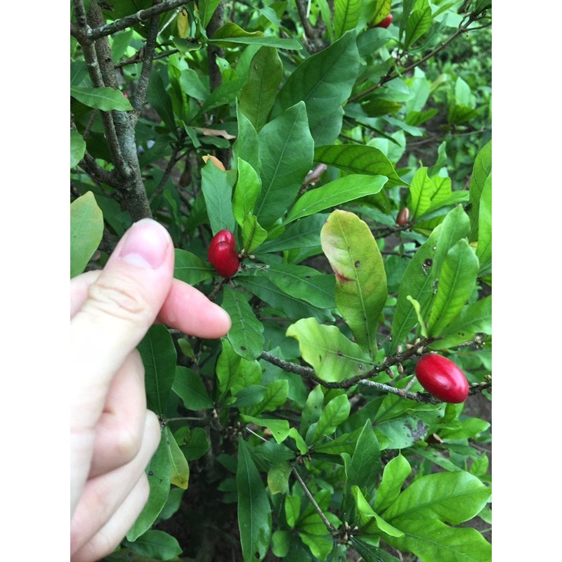 Combo 20 quả thần kỳ