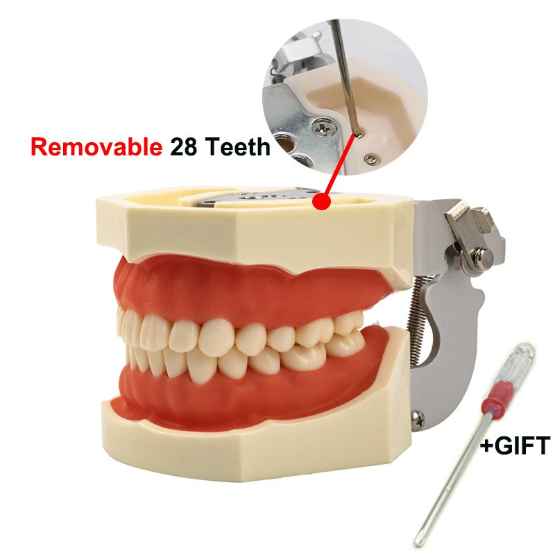 Mẫu hàm thực hành nha khoa,mô hình mài cùi 28 răng - ảnh sản phẩm 8