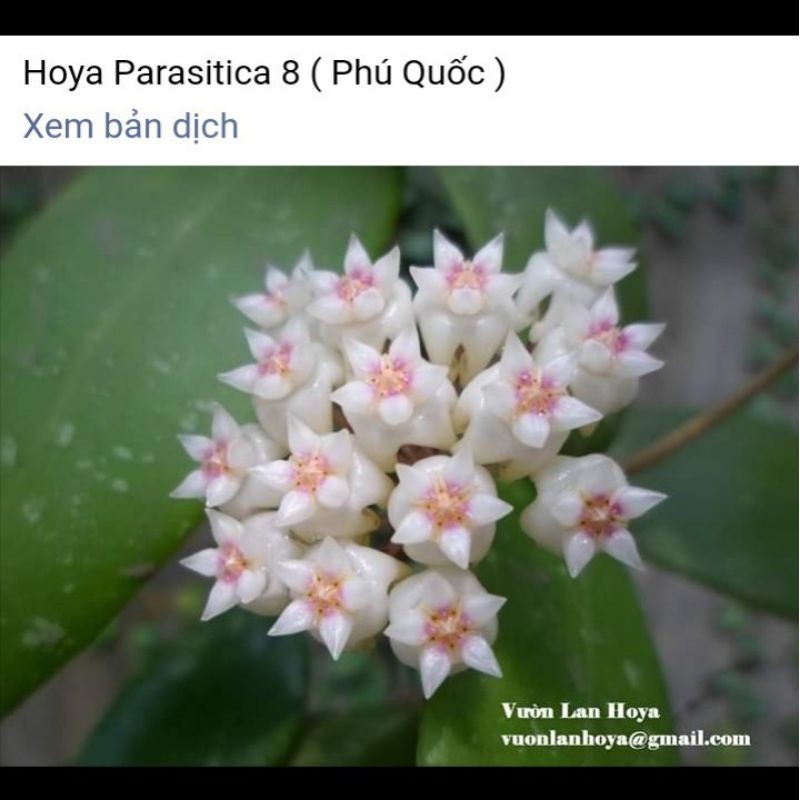 Cây giống cẩm cù hoya carnosa white, rừng trắng thơm
