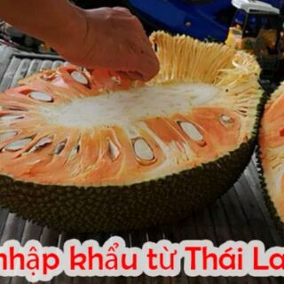 Cây giống mít ruột đỏ sơ đỏ