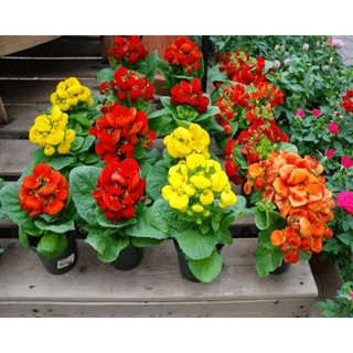Hạt Giống Hoa Huyền Sâm Mix - 5 Hạt