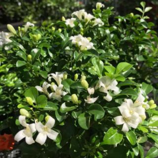 Cây 🌲 Nguyệt quế Thái siêu hoa đang hoa