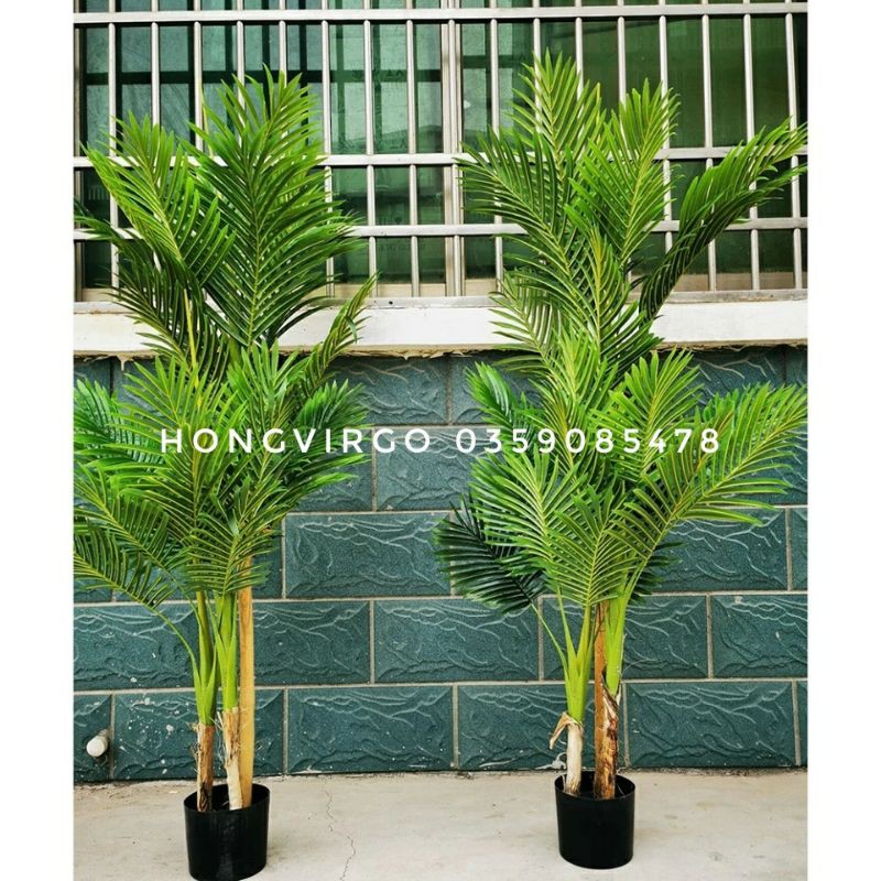 Cây Dừa Cảnh 3 Thân Cao 160cm - KÈM CHẬU ẢNH THẬT