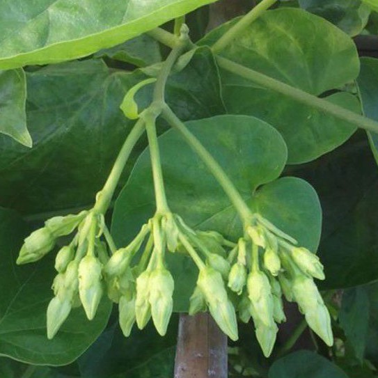 Cây hoa Thiên Lý