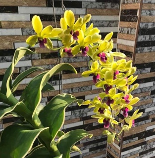 Dendro đột biến lá biên lá sọc